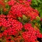 Achillea millefolium 'Paprika' - élénkvörös közönséges cickafark K2