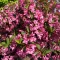 Weigela florida 'Pink Princess' - rózsaszín virágú rózsalonc K3 – Díszcserjék