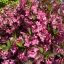 Weigela florida 'Pink Princess' - rózsaszín virágú rózsalonc K5 – Díszcserjék