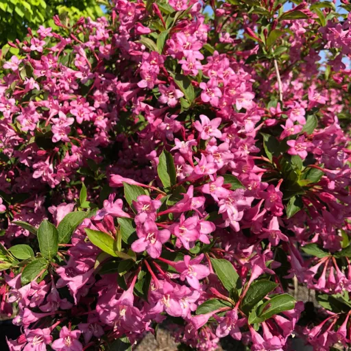 Weigela florida 'Pink Princess' - rózsaszín virágú rózsalonc K5 – Díszcserjék