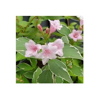 Weigela florida 'Suzanne' - fehér-rózsaszín virágú – rózsalonc CS9 – Díszcserjék