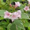 Weigela florida 'Suzanne' - fehér-rózsaszín virágú – rózsalonc CS9 – Díszcserjék