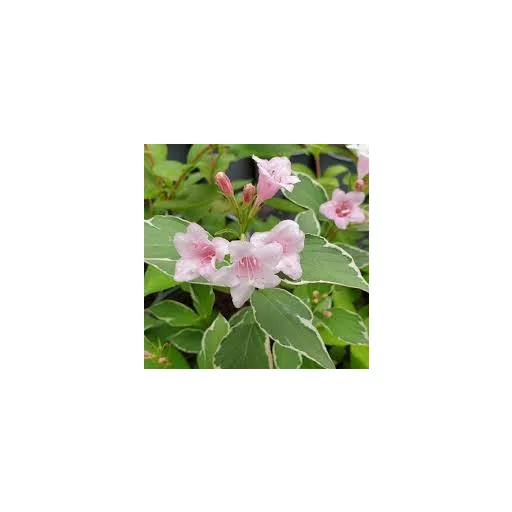 Weigela florida 'Suzanne' - fehér-rózsaszín virágú – rózsalonc CS9 – Díszcserjék