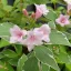 Weigela florida 'Suzanne' - fehér-rózsaszín virágú, tarka rózsalonc K5 – Díszcserjék