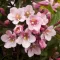 Weigela florida 'Tango' - bordó levelű kompakt rózsalonc K4 – Díszcserjék