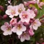 Weigela florida 'Tango' - bordó levelű kompakt rózsalonc K4 – Díszcserjék