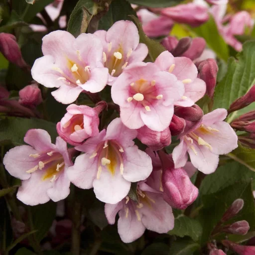 Weigela florida 'Tango' - bordó levelű kompakt rózsalonc K4 – Díszcserjék