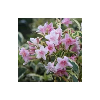 Weigela florida 'Variegata' - tarka levelű rózsalonc CS9 – Díszcserjék