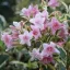 Weigela florida 'Variegata' - tarka levelű rózsalonc K5 – Díszcserjék