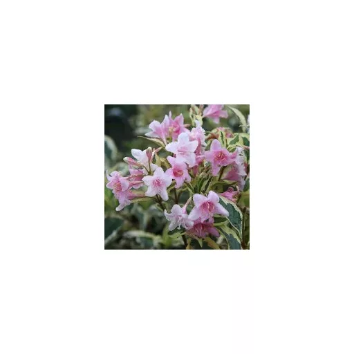 Weigela florida 'Variegata' - tarka levelű rózsalonc K5 – Díszcserjék
