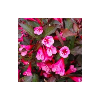 Weigela florida 'Victoria' - bordó levelű, rózsaszín – rózsalonc K3 – Díszcserjék