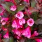 Weigela florida 'Victoria' - bordó levelű, rózsaszín – rózsalonc K3 – Díszcserjék