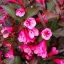 Weigela florida 'Victoria' - bordó levelű, rózsaszín – rózsalonc K3 – Díszcserjék