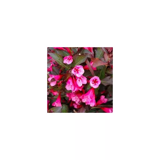 Weigela florida 'Victoria' - bordó levelű, rózsaszín – rózsalonc K3 – Díszcserjék