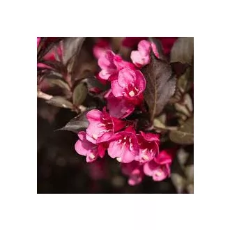 Weigela florida 'Victoria' - bordó levelű, rózsaszín – rózsalonc K5 – Díszcserjék