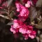 Weigela florida 'Victoria' - bordó levelű, rózsaszín – rózsalonc K5 – Díszcserjék