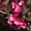 Weigela florida 'Victoria' - bordó levelű, rózsaszín – rózsalonc K5 – Díszcserjék