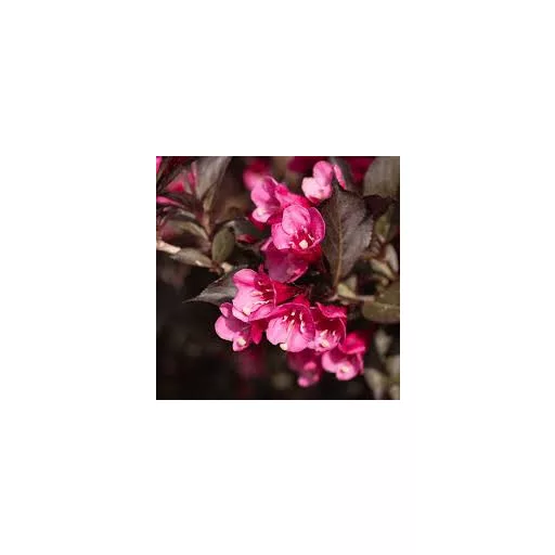Weigela florida 'Victoria' - bordó levelű, rózsaszín – rózsalonc K5 – Díszcserjék