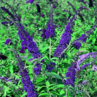 Buddleja davidii 'Empire Blue' - kék virágú nyári orgona K3 – Díszcserjék