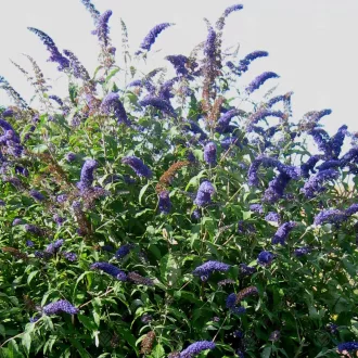 Buddleja davidii 'Empire Blue' - kék virágú nyári orgona K5 – Díszcserjék