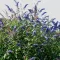 Buddleja davidii 'Empire Blue' - kék virágú nyári orgona K5 – Díszcserjék