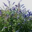 Buddleja davidii 'Empire Blue' - kék virágú nyári orgona K5 – Díszcserjék