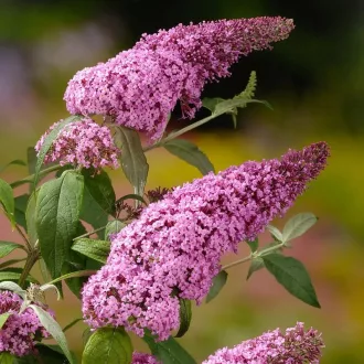 Buddleja davidii 'Pink Delight' - rózsaszín, 2-3 m-es nyári orgona K5 – Díszcserjék