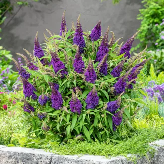 Buddleja mini 'Little Purple' - lila virágú mini nyári orgona K2 – Díszcserjék