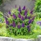 Buddleja mini 'Little Purple' - lila virágú mini nyári orgona K2