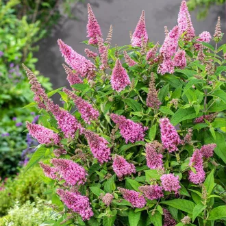 Buddleja mini 'Little Pink' - rózsaszín virágú mini nyári orgona K2 – Díszcserjék