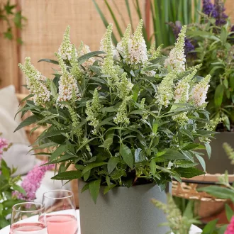 Buddleja mini 'Little White' - fehér virágú mini nyári orgona K3 – Díszcserjék