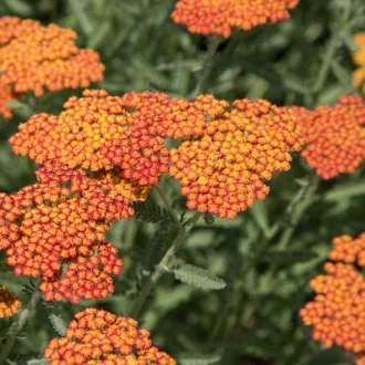 Achillea-millefolium-039Safran039-narancsvoros-nar