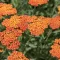 Achillea millefolium 'Safran' - narancsvörös-narancssárga cickafark K2
