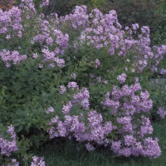 Campanula lactiflora 'Loddon Anna' - halványlila – harangvirág K2 – Évelő növények