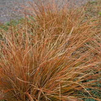   Carex buchananii 'Red Rooster' - bőrlevelű sás K2