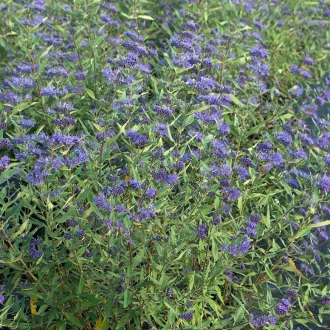 caryopteris-clandonensis-grand-blue-kek-oszlopos-kekszakall-k2