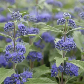 caryopteris-clandonensis-grand-blue-kek-oszlopos-kekszakall-k3