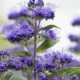 caryopteris-clandonensis-grand-blue-kek-oszlopos-kekszakall-k5