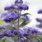 caryopteris-clandonensis-grand-blue-kek-oszlopos-kekszakall-k5