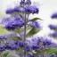 caryopteris-clandonensis-grand-blue-kek-oszlopos-kekszakall-k5