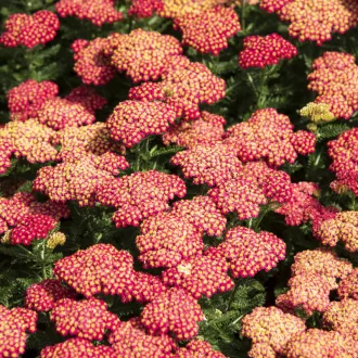 Achillea-millefolium-039Skysail-Bright-Pink039-roz
