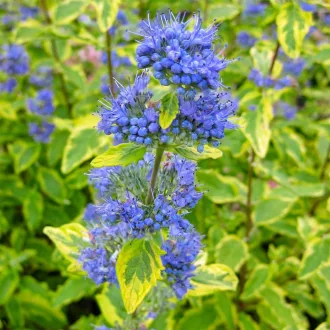 caryopteris-clandonensis-summer-sorbet-sargatarka-kekszakall-k5
