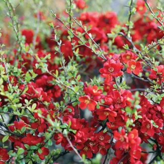 Chaenomeles japonica - japánbirs CS9 – Díszcserjék