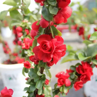 Chaenomeles japonica - japánbirs K2 – Díszcserjék