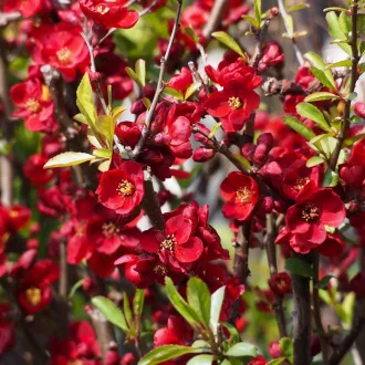Chaenomeles speciosa 'Etna' - bíborvörös virágú japánbirs K5 – Díszcserjék