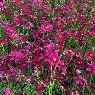 Coreopsis-verticillata-039Ruby-Red039-keskenylevel