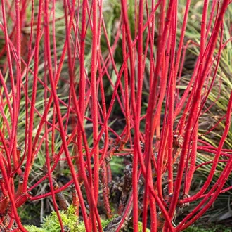 Cornus alba 'Sibirica' - fehér virágú, fehér virágú, veres – som K5 – Díszcserjék