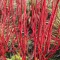 Cornus alba 'Sibirica' - fehér virágú, fehér virágú, veres – som K5 – Díszcserjék
