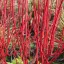 Cornus alba 'Sibirica' - fehér virágú, fehér virágú, veres – som K5 – Díszcserjék