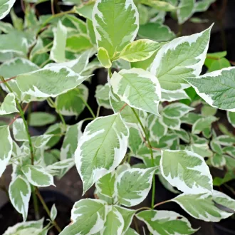Cornus alba 'Sibirica Variegata' - fehértarka levelű, fehér – som K5 – Díszcserjék